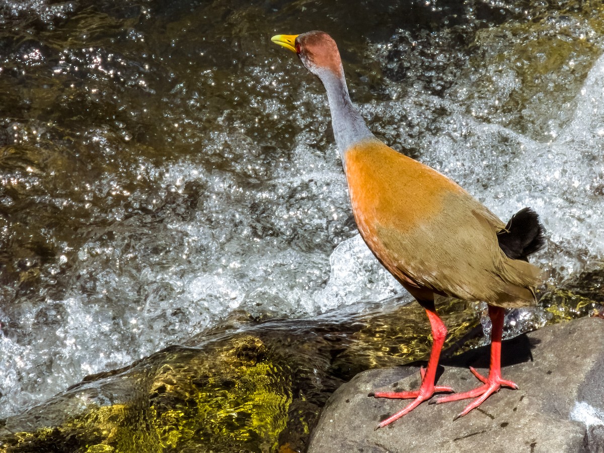 Russet-naped Wood-Rail - Imogen Warren