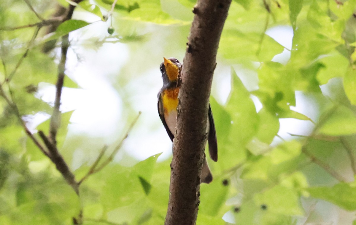 Northern Parula - ML619430328