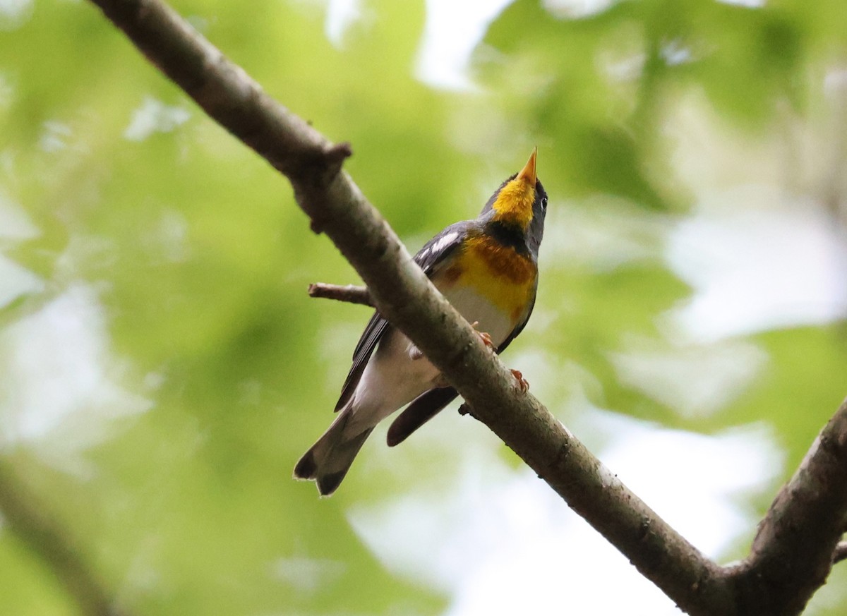 Northern Parula - Margareta Wieser