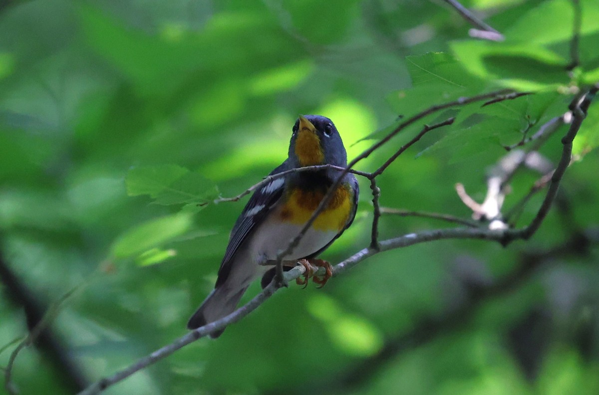 Northern Parula - Margareta Wieser