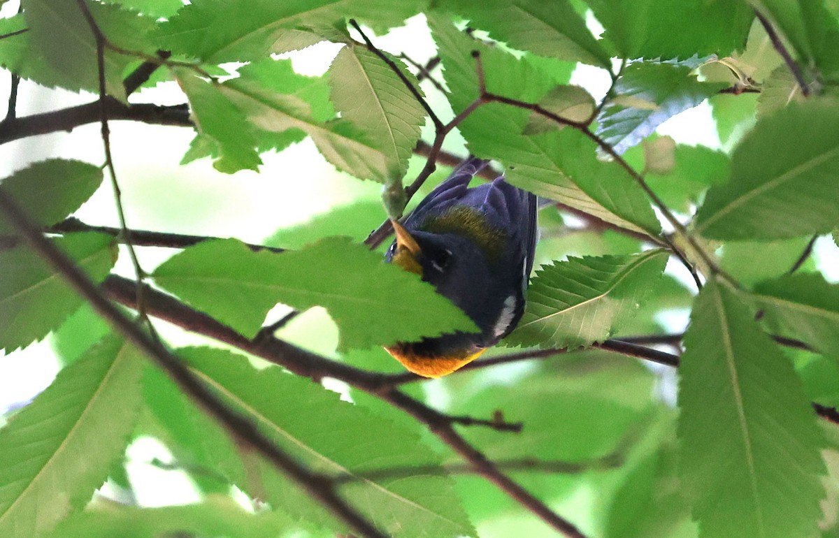 Northern Parula - Margareta Wieser