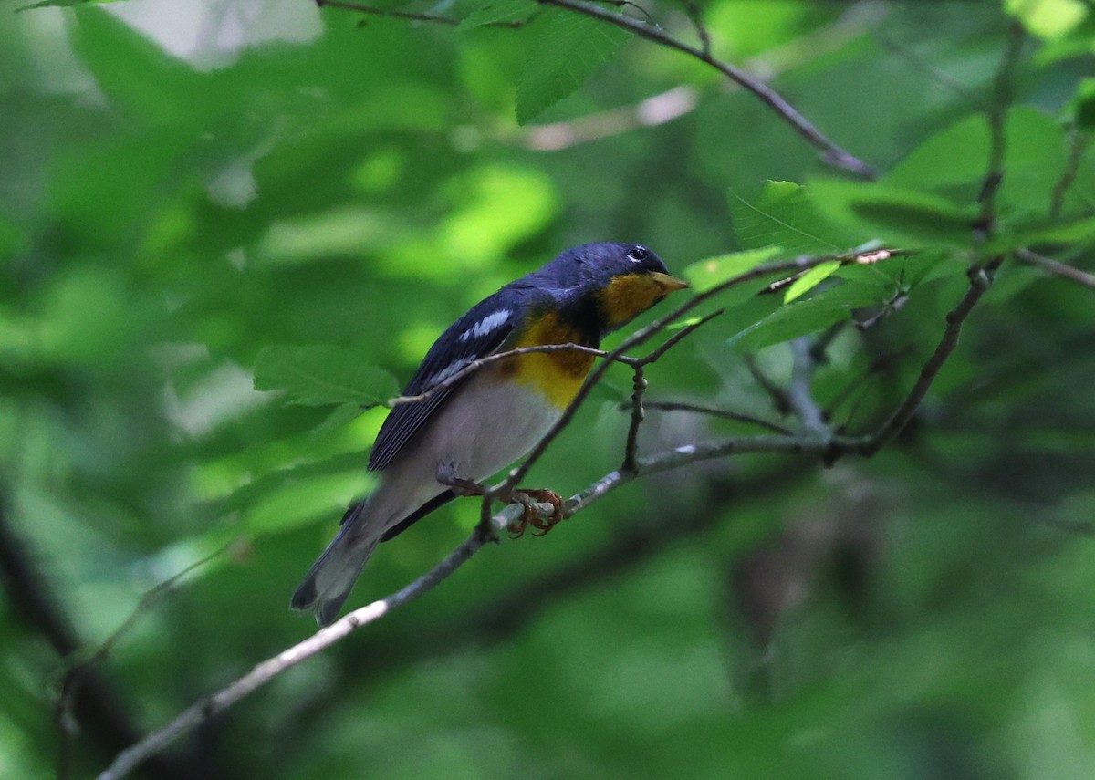 Northern Parula - Margareta Wieser