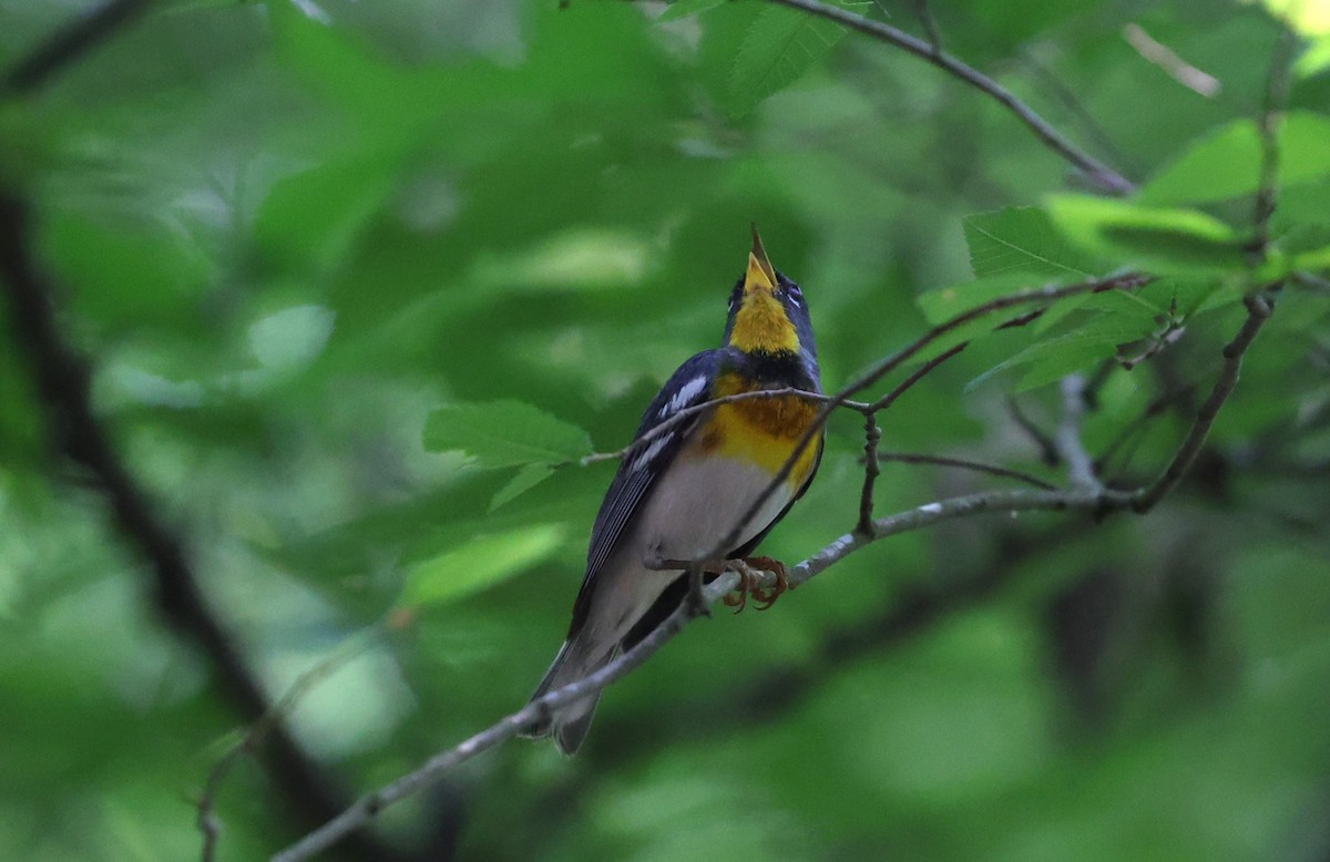 Northern Parula - ML619430343