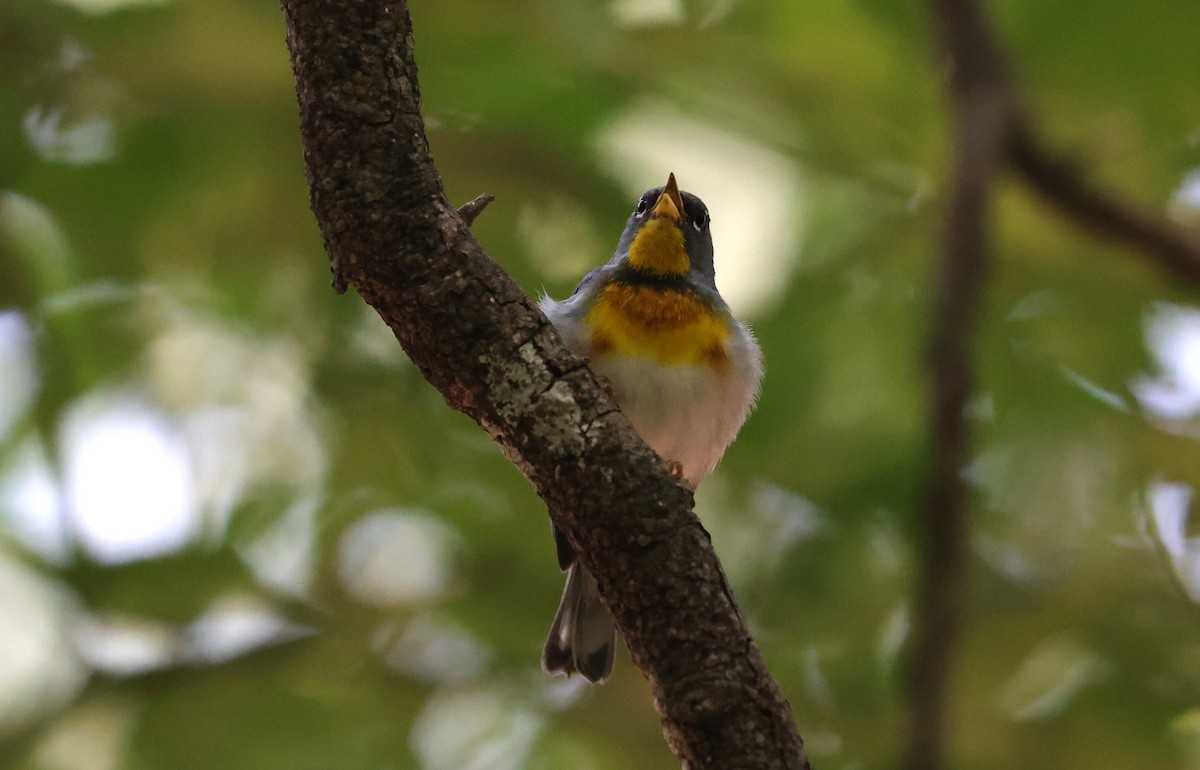 Northern Parula - Margareta Wieser