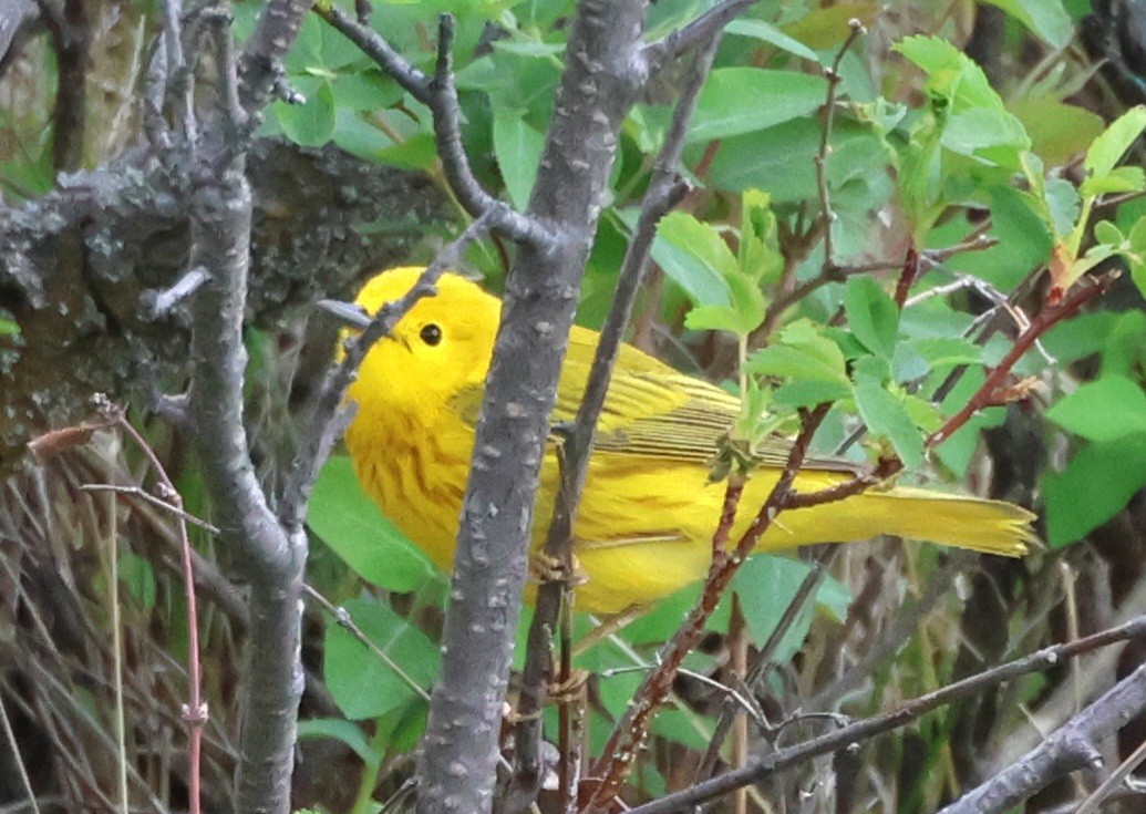 Yellow Warbler - Susan Hovde