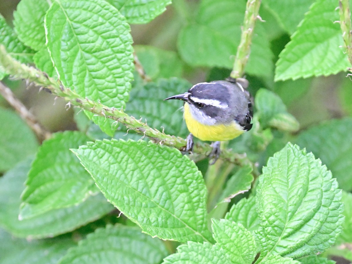 Bananaquit - Vivian Fung