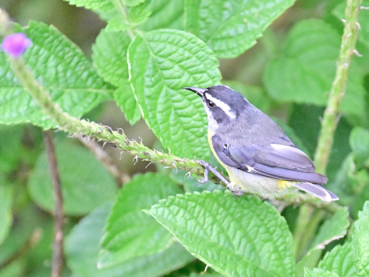 Bananaquit - Vivian Fung