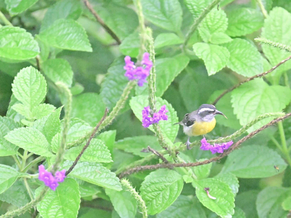 Bananaquit - Vivian Fung