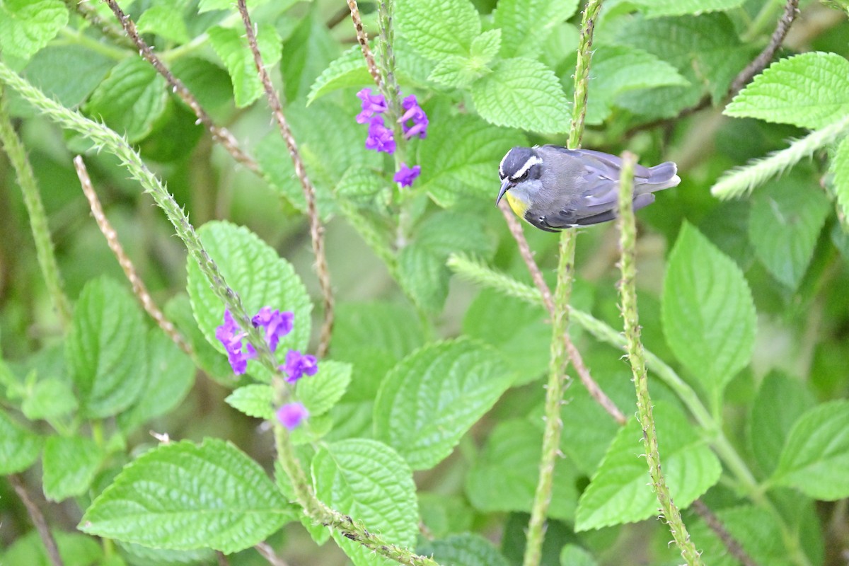 Bananaquit - Vivian Fung