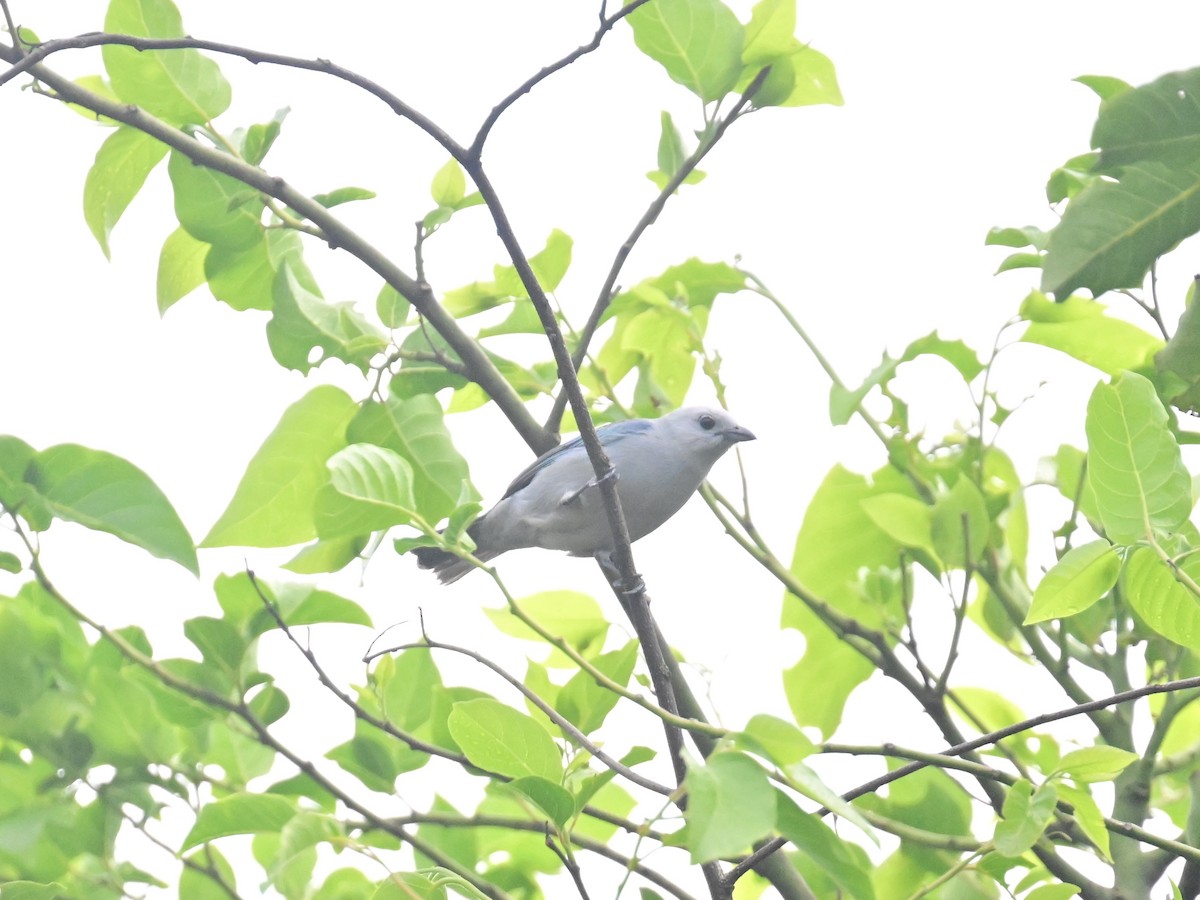 Blue-gray Tanager - Vivian Fung