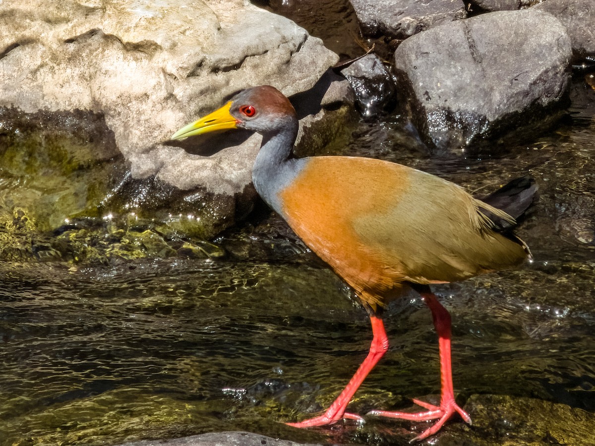 Russet-naped Wood-Rail - Imogen Warren