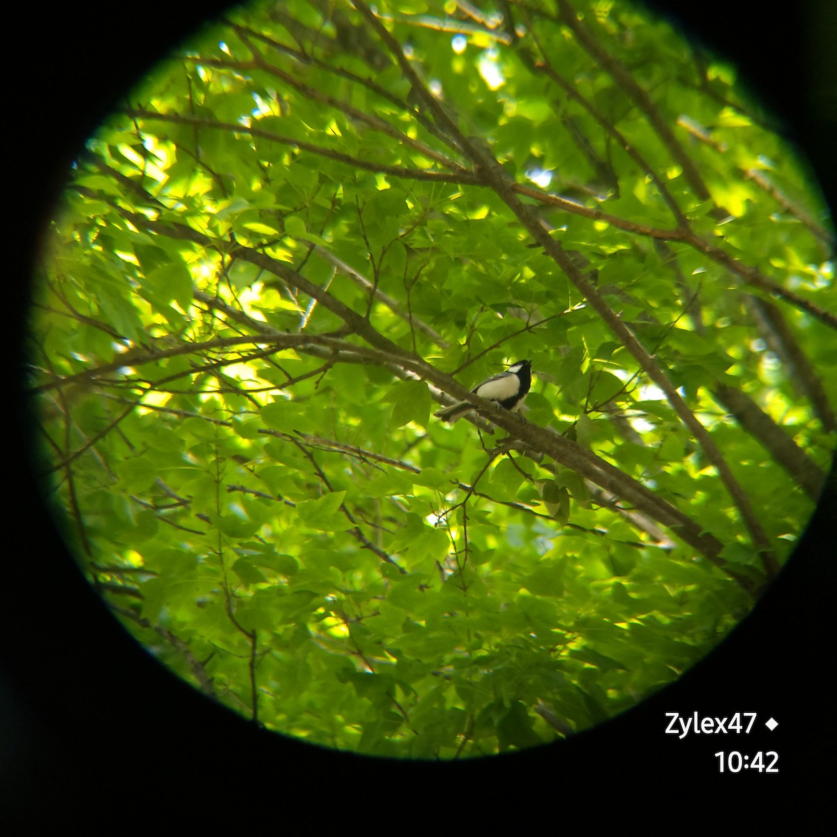 Japanese Tit - Dusky Thrush