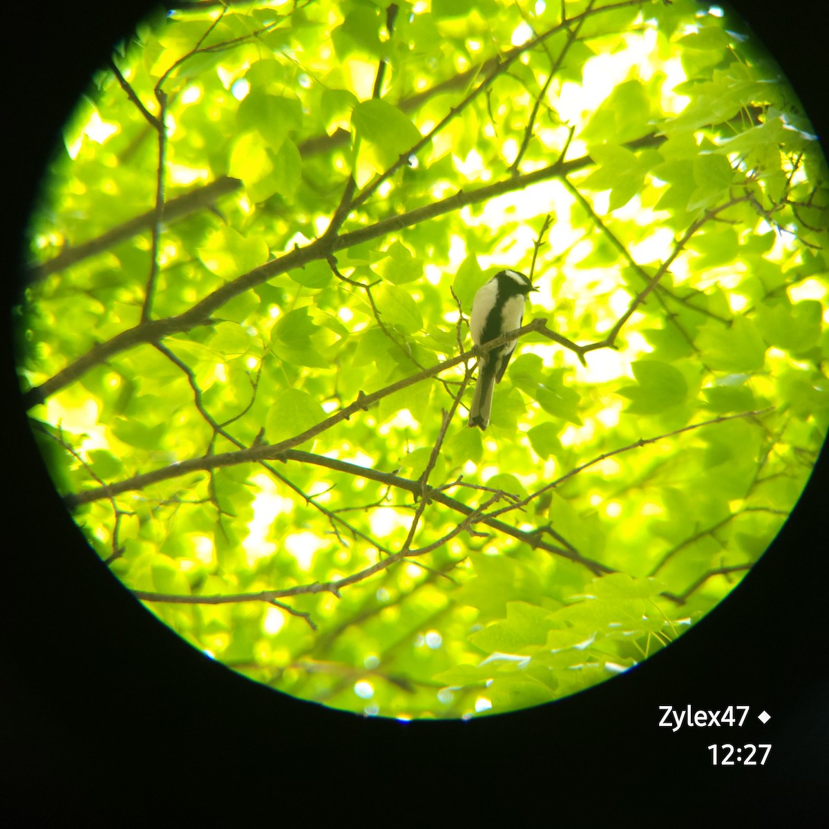 Japanese Tit - Dusky Thrush