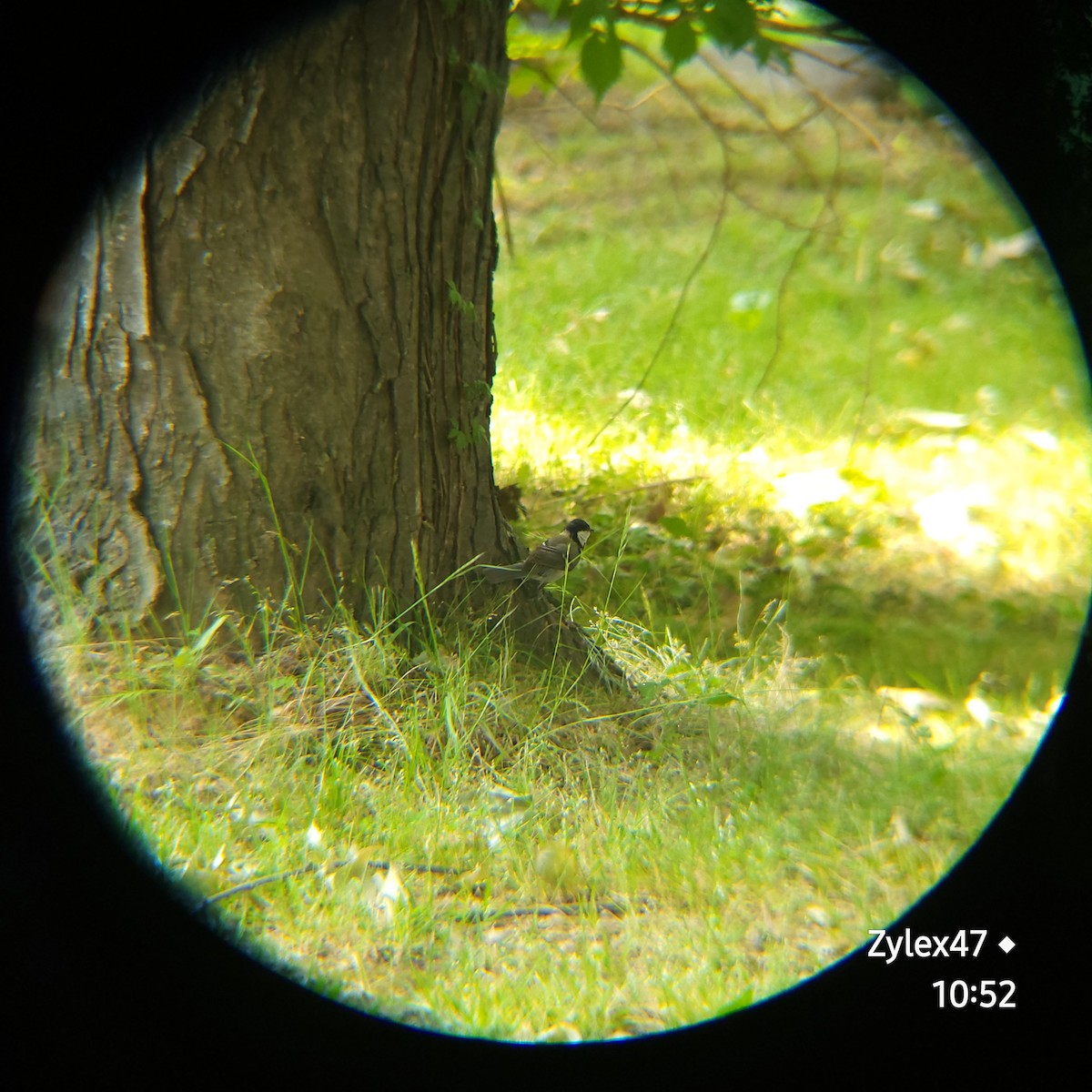 Japanese Tit - Dusky Thrush