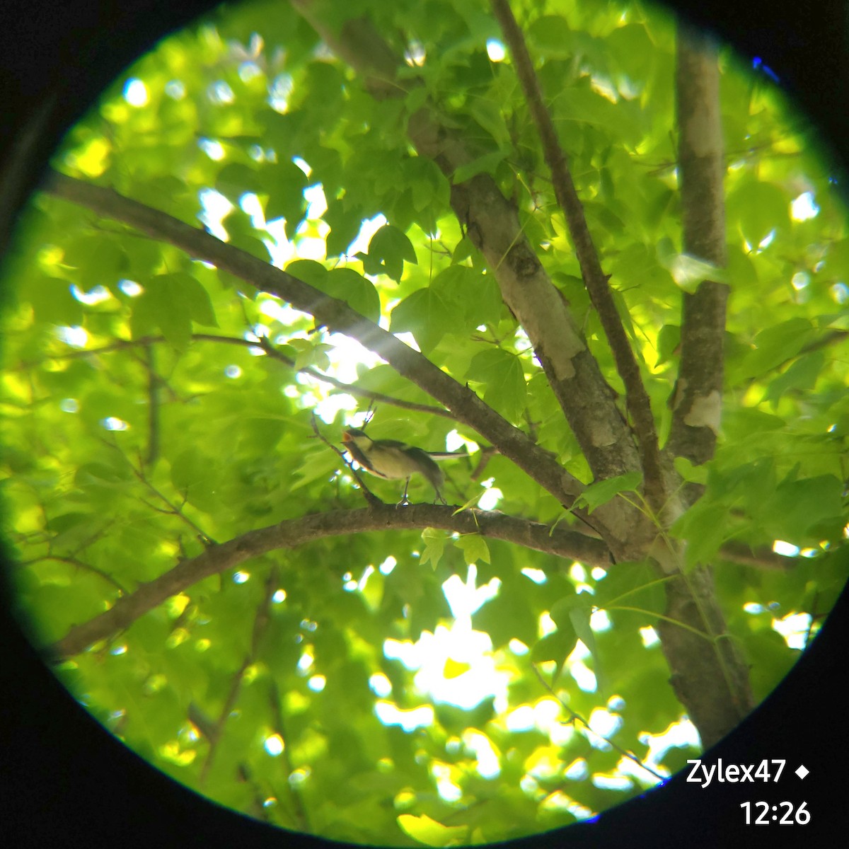 Japanese Tit - Dusky Thrush