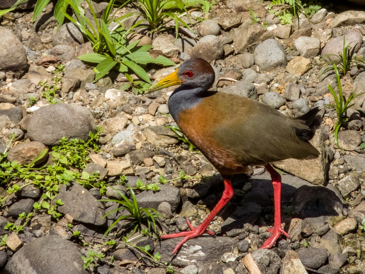 Russet-naped Wood-Rail - Imogen Warren