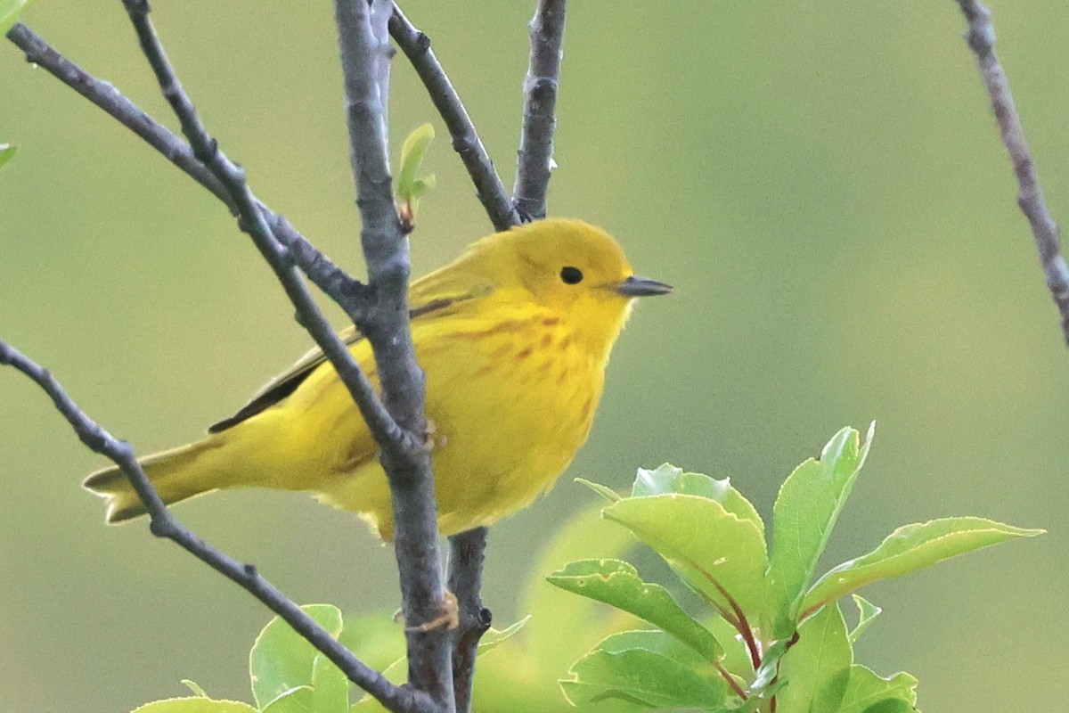 Yellow Warbler - Susan Hovde