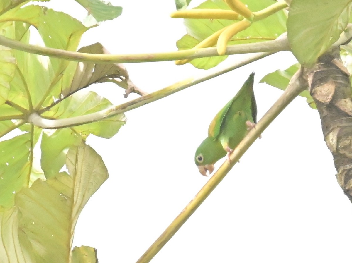 Orange-chinned Parakeet - Vivian Fung