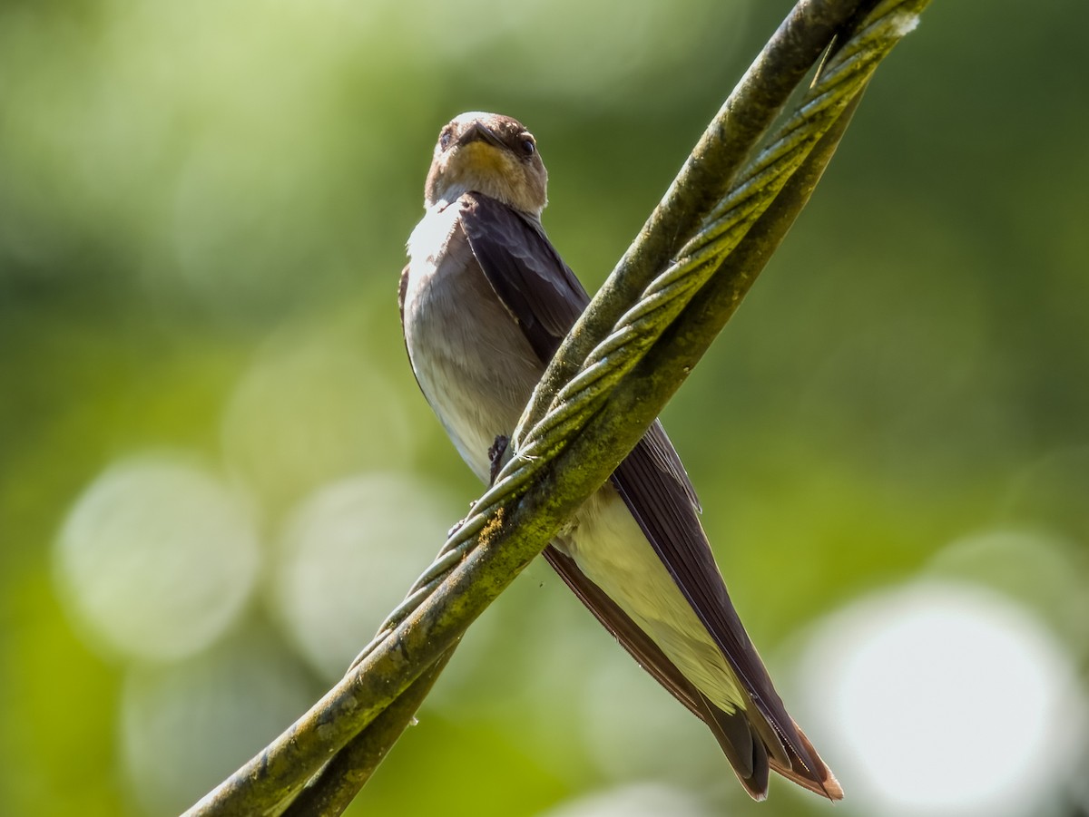 Northern Rough-winged Swallow - Imogen Warren
