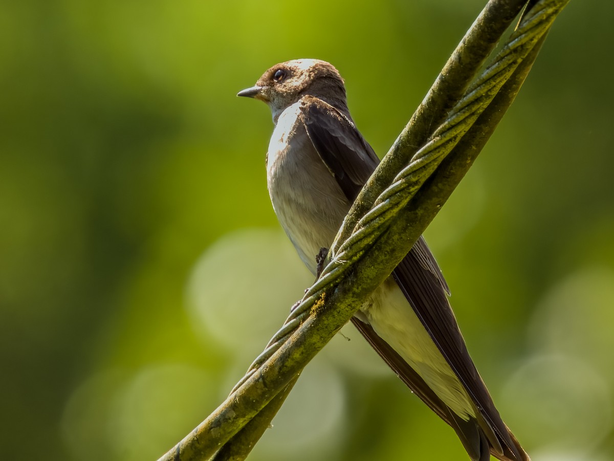 Northern Rough-winged Swallow - Imogen Warren