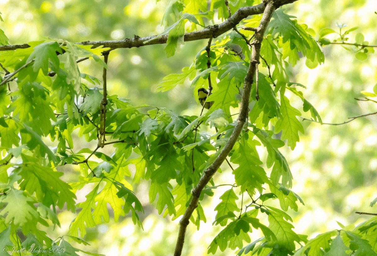 Magnolia Warbler - JT Santangelo