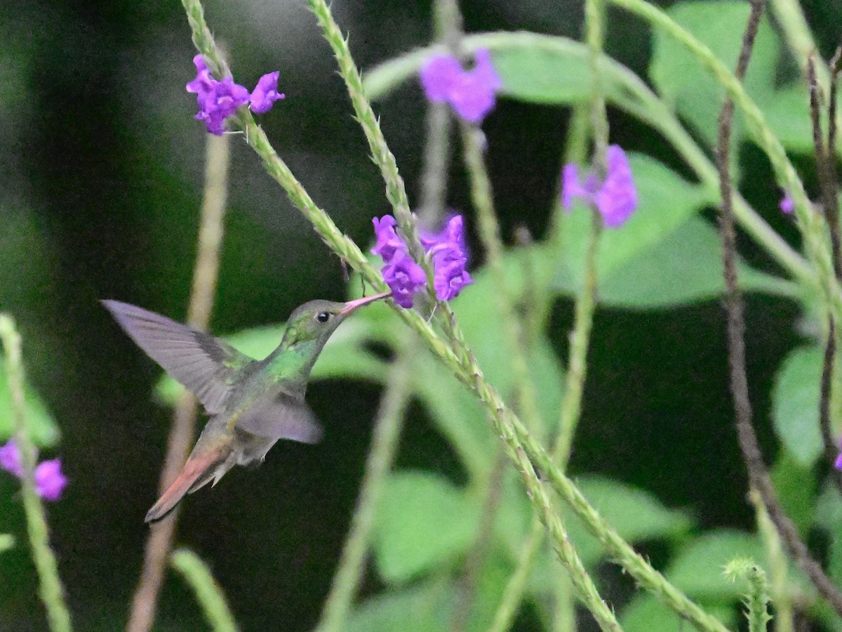 Rufous-tailed Hummingbird - Vivian Fung