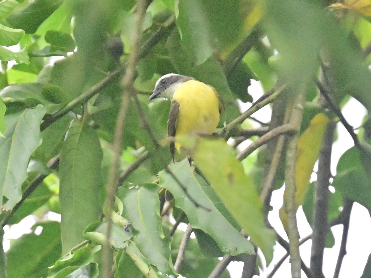 Social Flycatcher - Vivian Fung