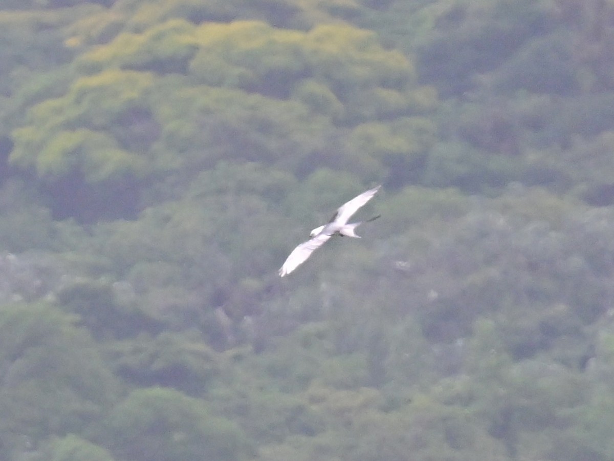 Swallow-tailed Kite - Vivian Fung