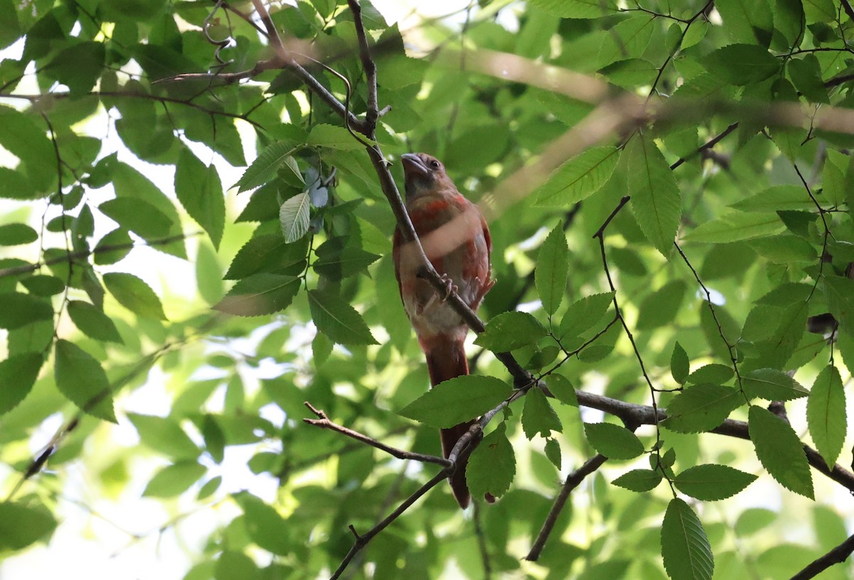 Northern Cardinal - ML619430409