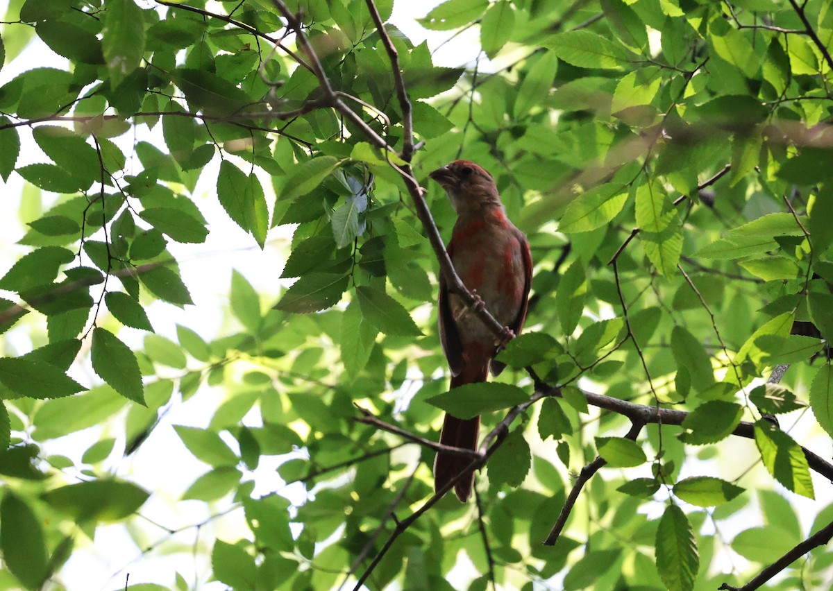 Cardinal rouge - ML619430411