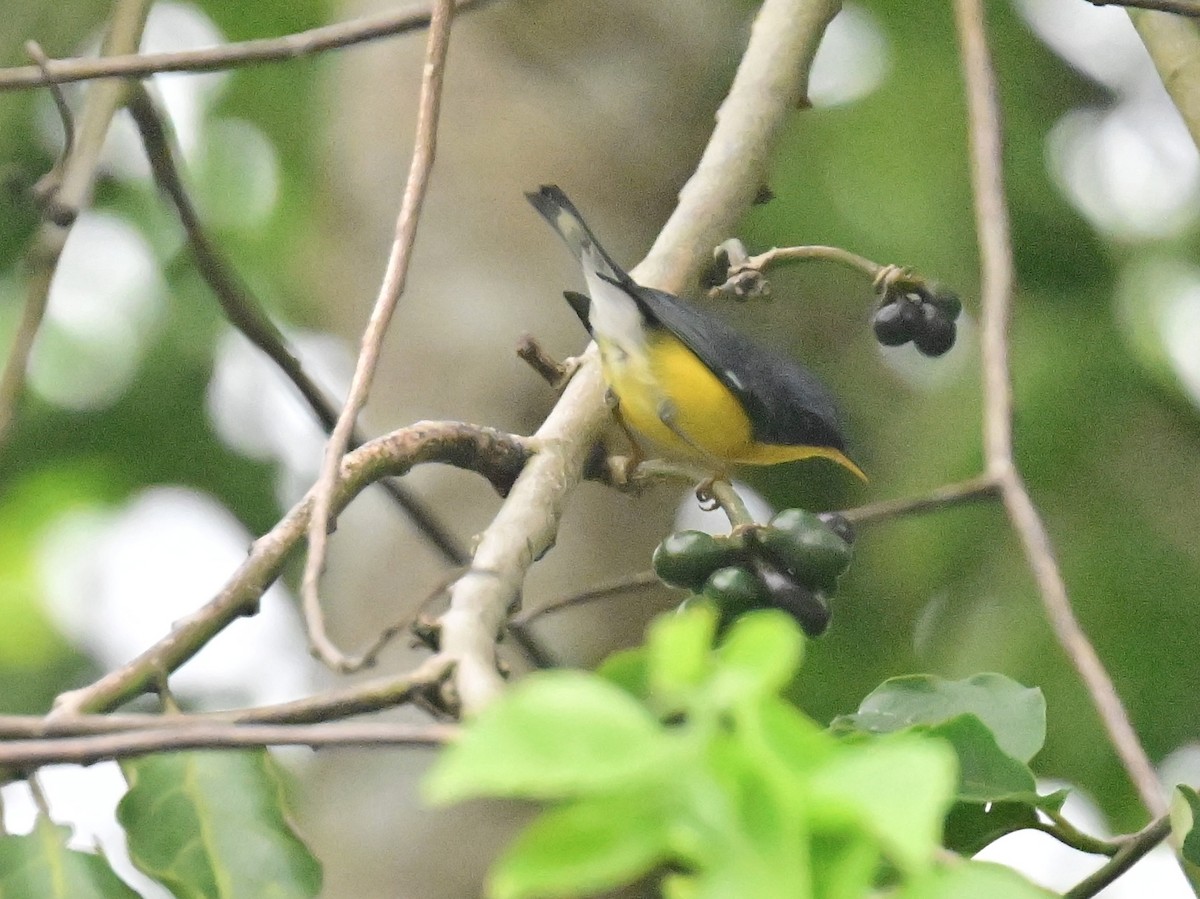 Tropical Parula - Vivian Fung