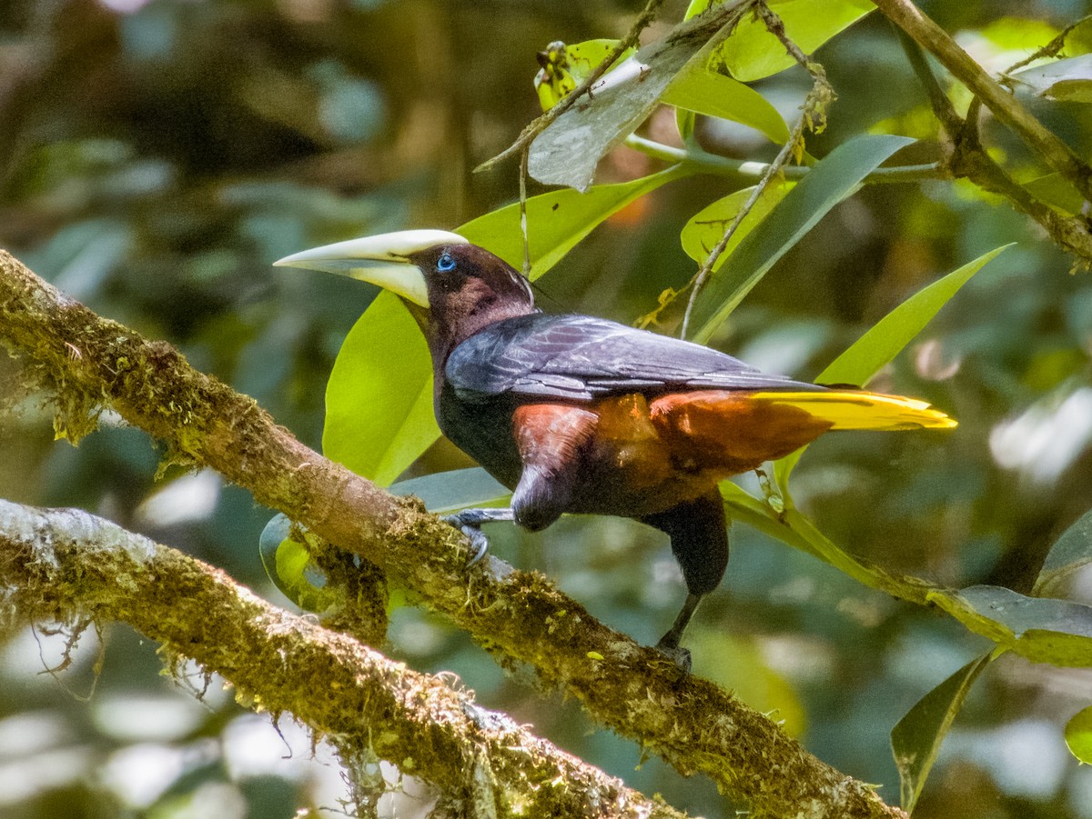 Chestnut-headed Oropendola - Imogen Warren