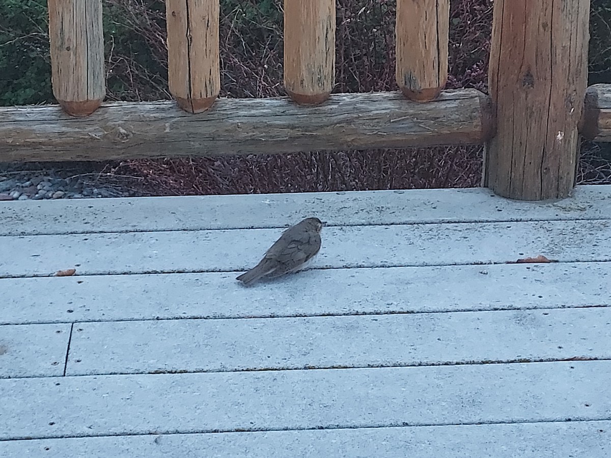 Swainson's Thrush - Sierra Fleischmann