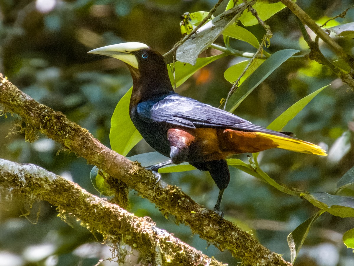 Chestnut-headed Oropendola - Imogen Warren