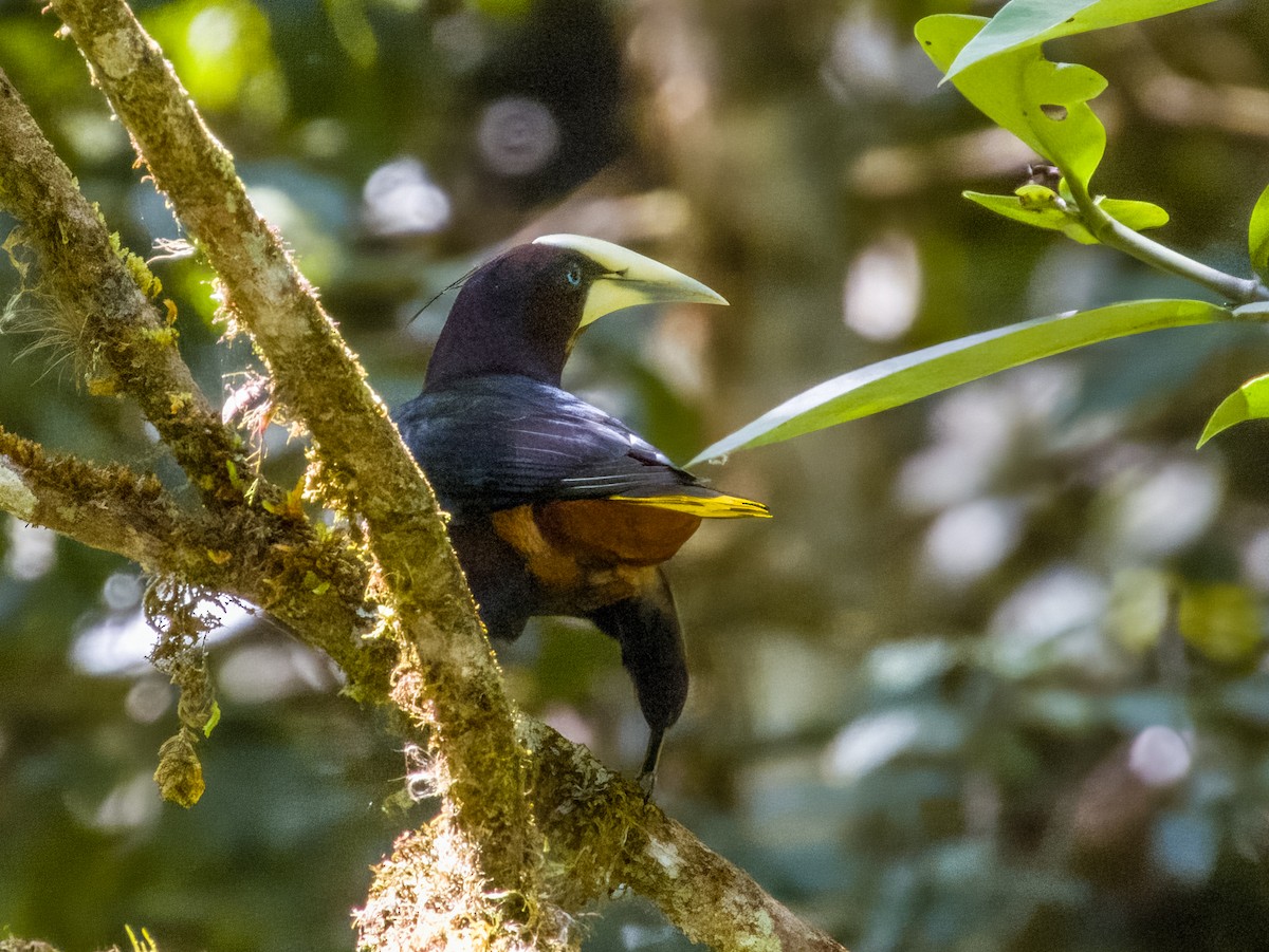 Chestnut-headed Oropendola - Imogen Warren