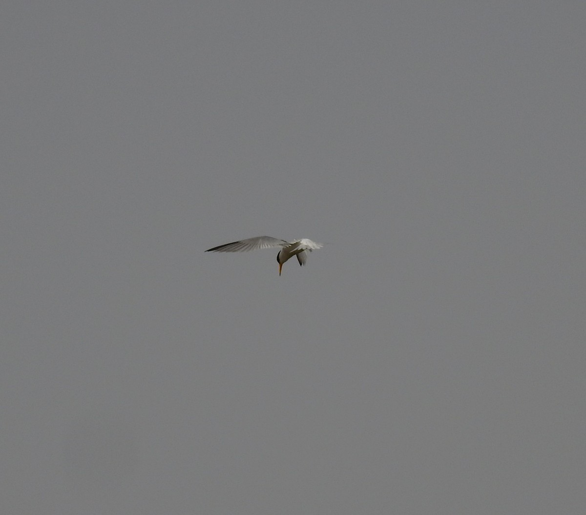 Little Tern - Fernando T Rico