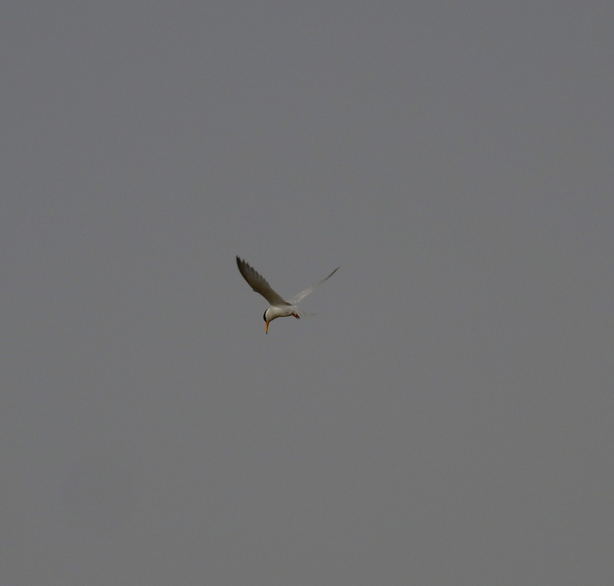 Little Tern - Fernando T Rico