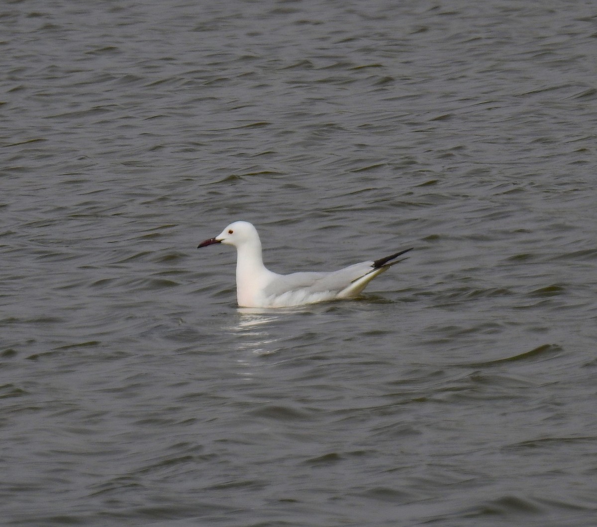 Slender-billed Gull - Fernando T Rico