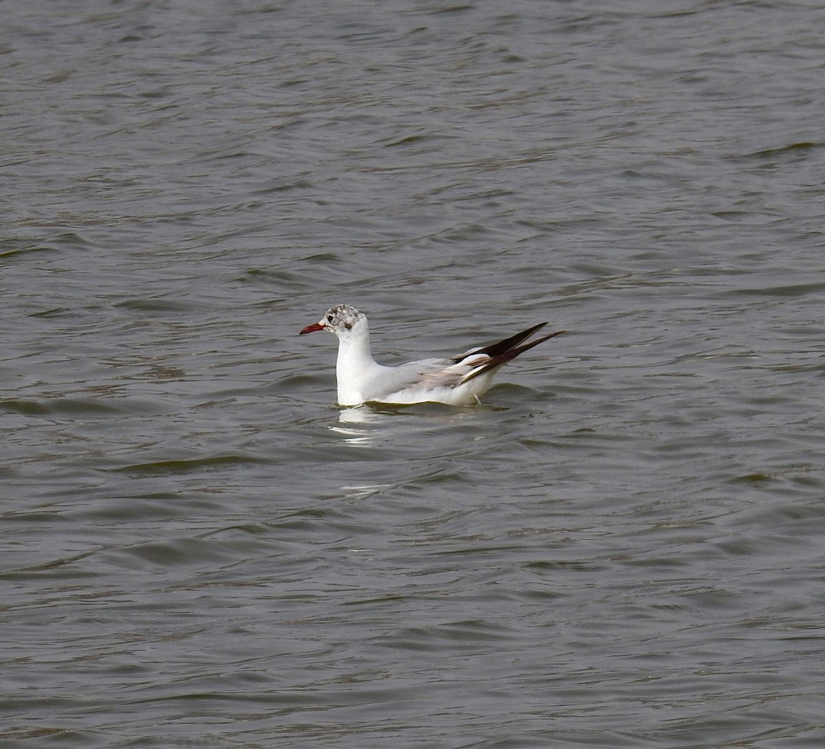 Slender-billed Gull - Fernando T Rico