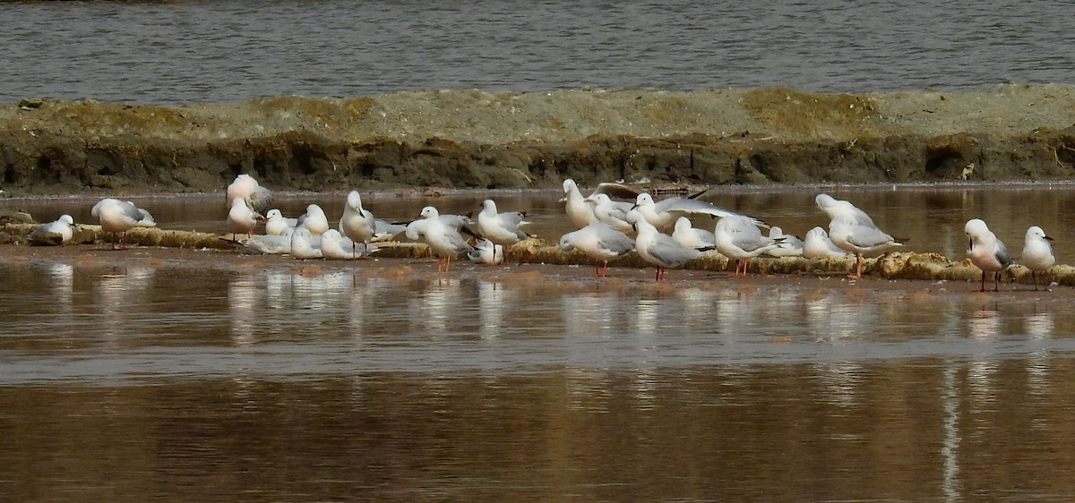 Slender-billed Gull - Fernando T Rico