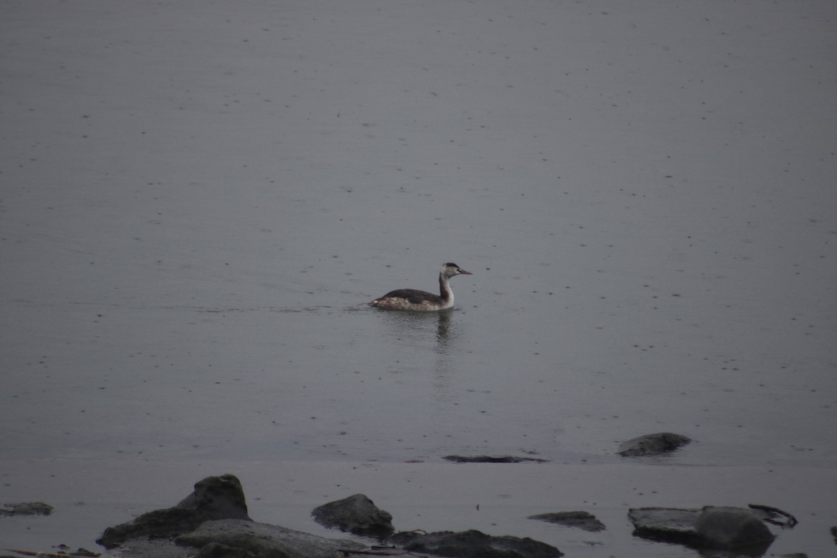 Great Crested Grebe - Eric Shaphran