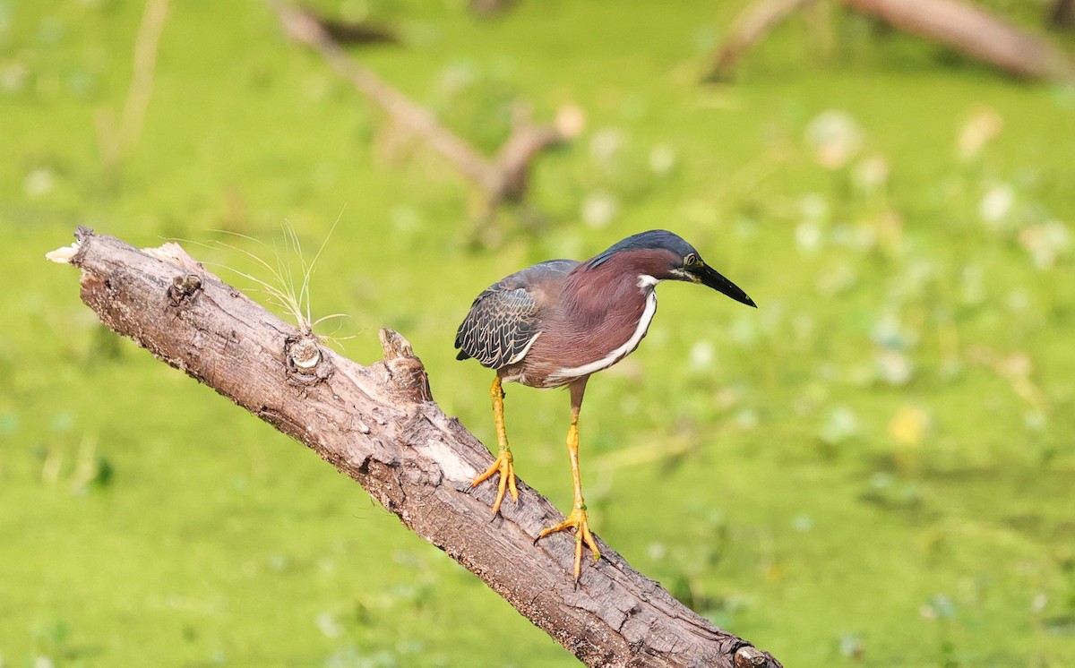 Green Heron - ML619430474