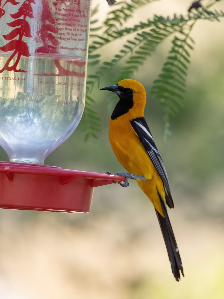 Hooded Oriole - Robert Shull