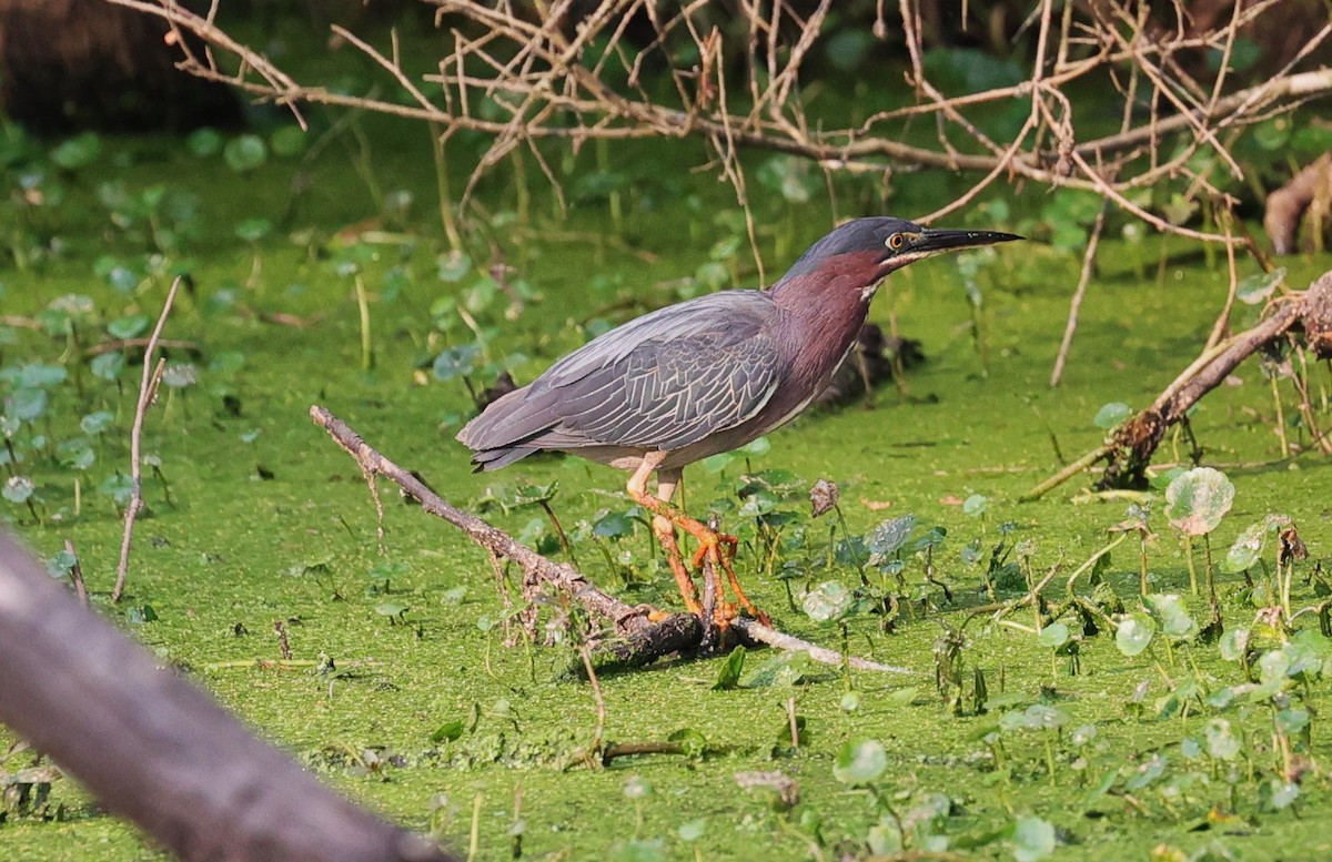 Green Heron - ML619430482