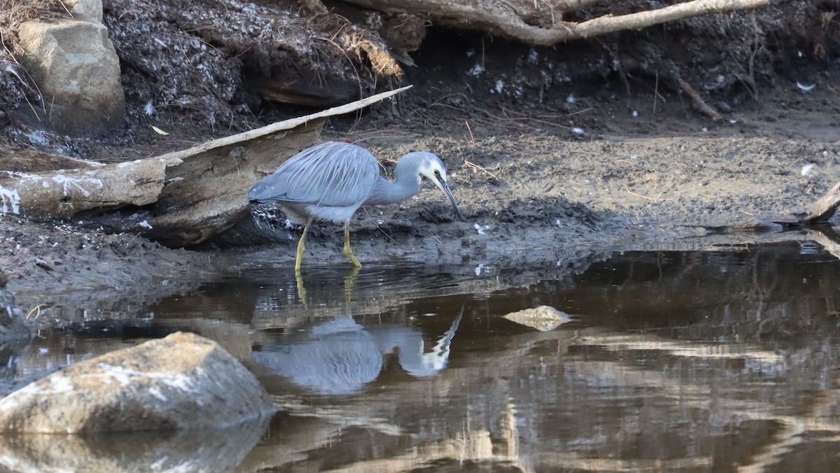 White-faced Heron - Craig Lumsden