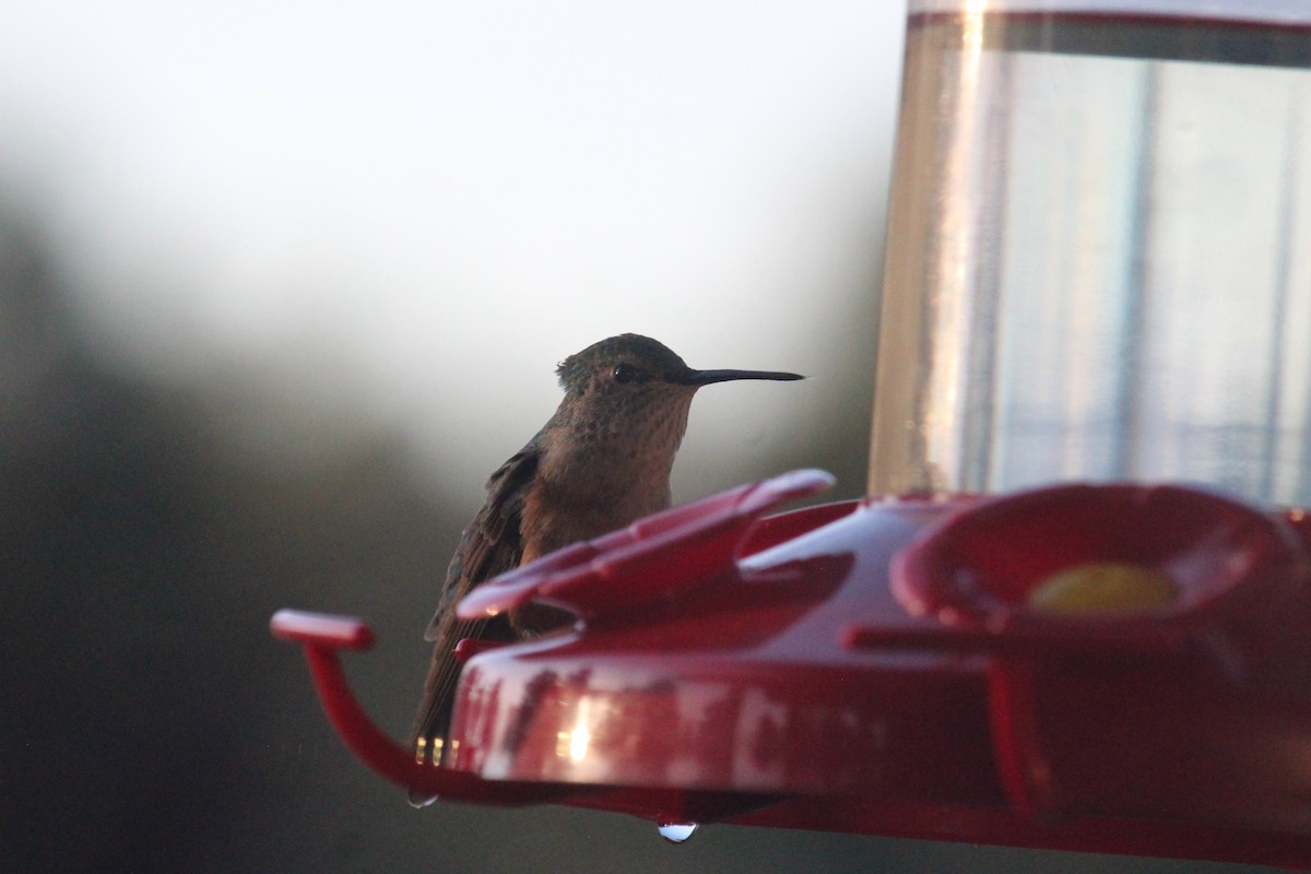 Broad-tailed Hummingbird - Connor Thomas