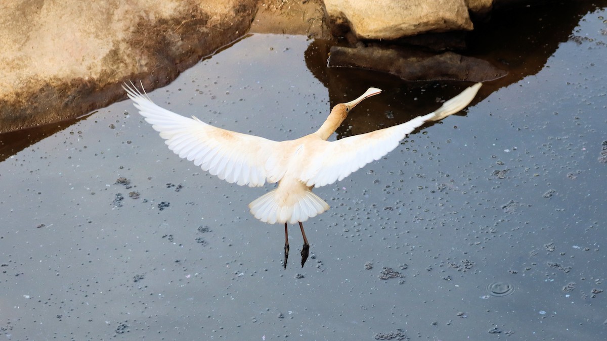 Yellow-billed Spoonbill - Craig Lumsden