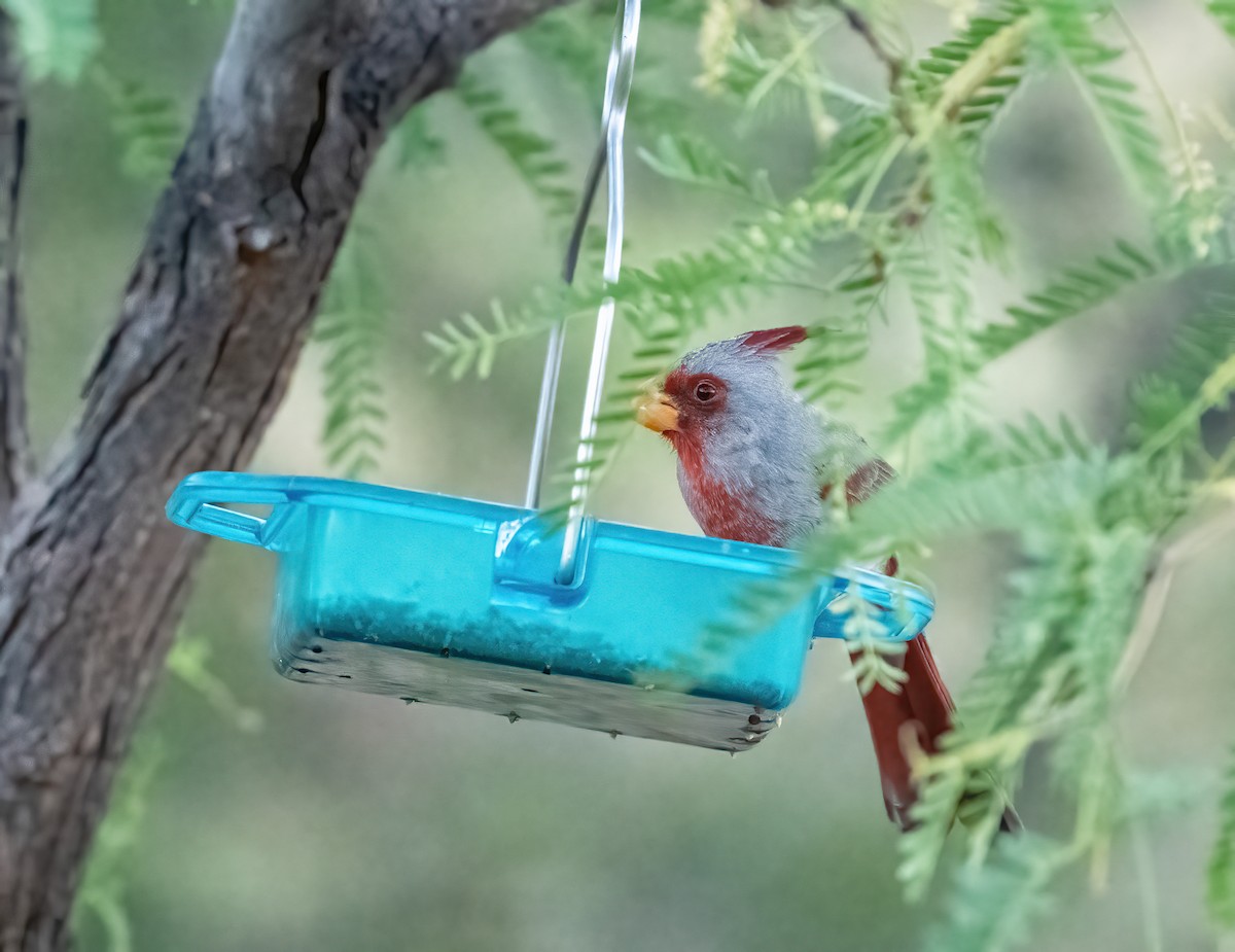 Pyrrhuloxia - Robert Shull