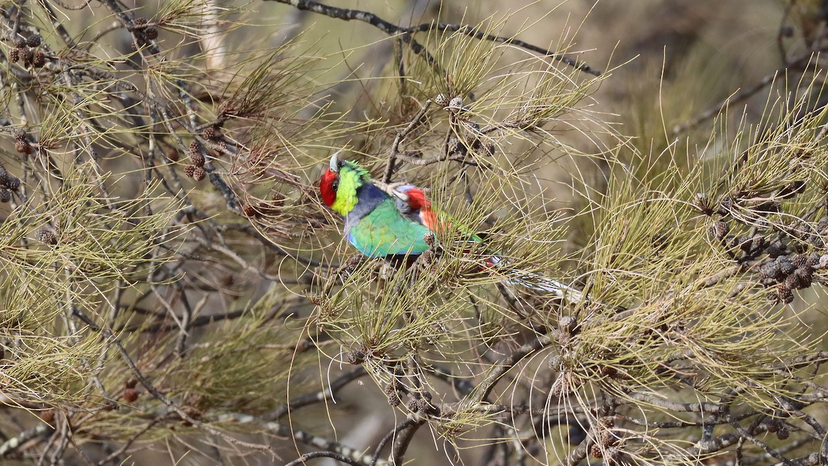 Red-capped Parrot - Craig Lumsden