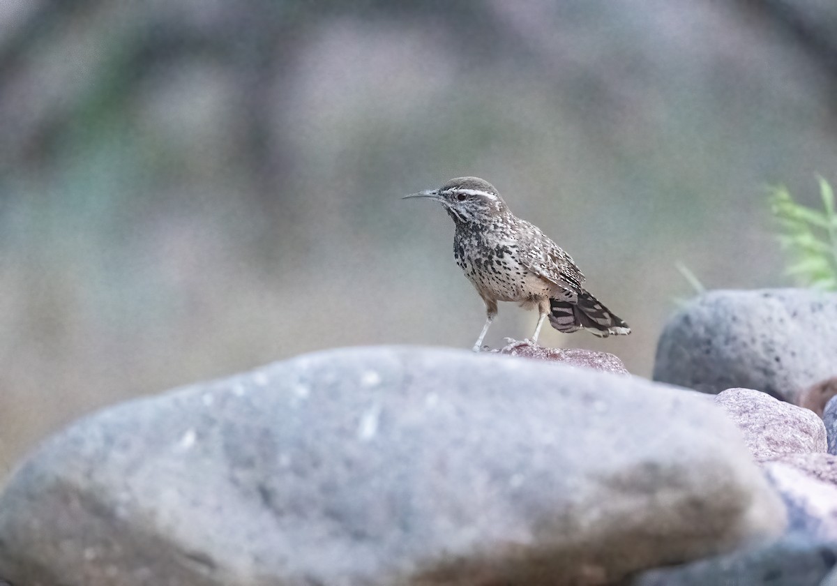 Cactus Wren - Robert Shull